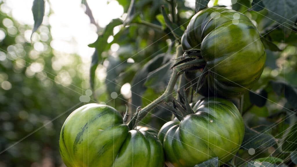 Ana Publishes an outreach article in Nova Ciencia ! Have shaded cropped tomatoes any advantage?